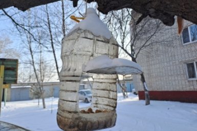 Кормушка для птиц ИА UssurMedia, Ольга Долгополова