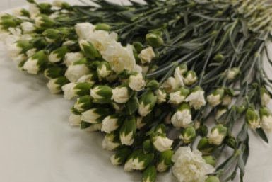 Карантинный вредитель обнаружен в импортных гвоздиках пресс-служба ФГБУ &quotАПК НАЦРЫБА&quot